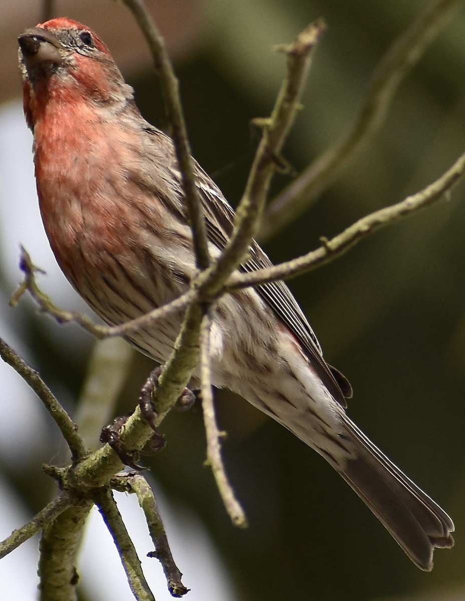 House Finch - ML570337001