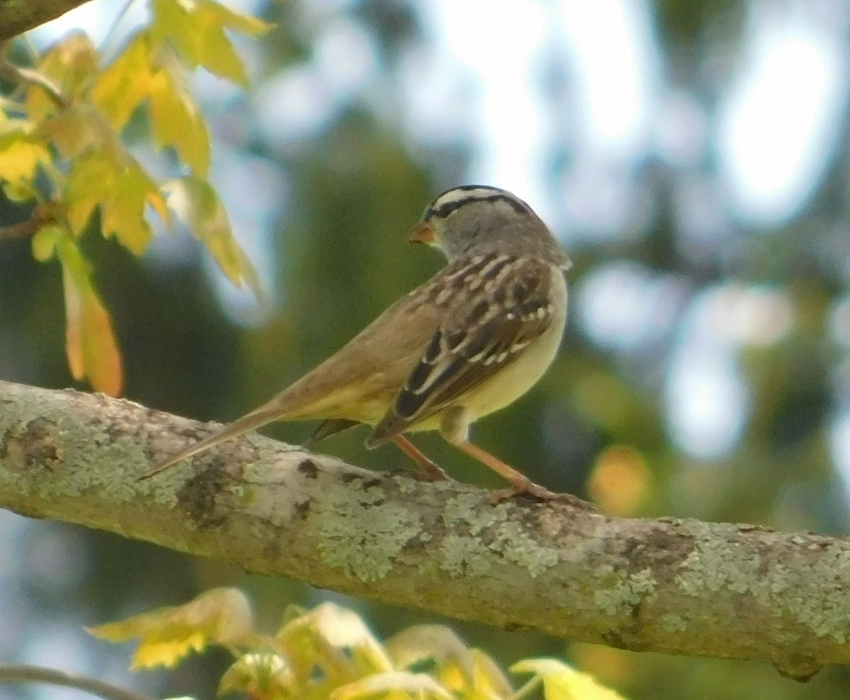 White-crowned Sparrow - Don Nussbaum