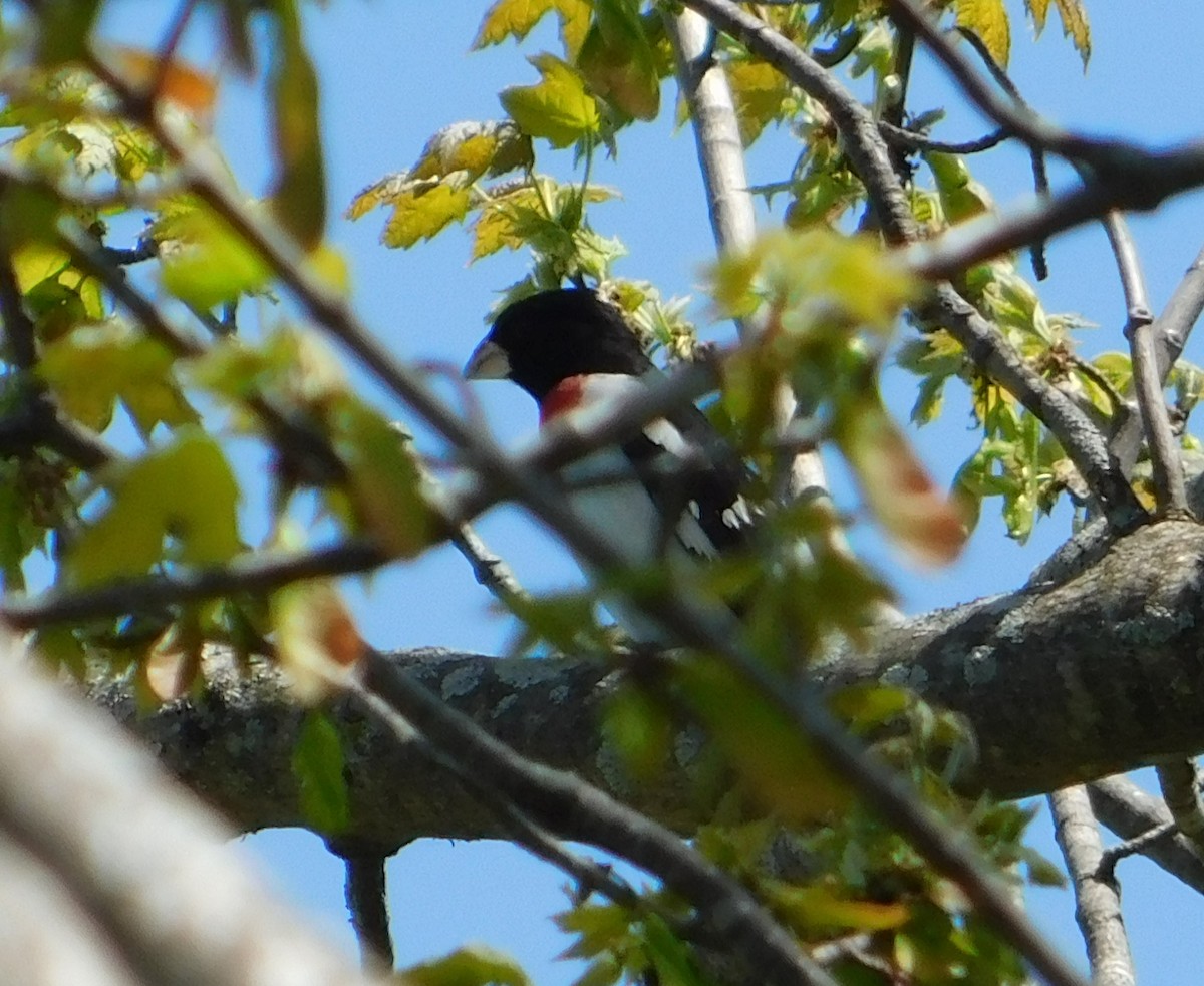 Rose-breasted Grosbeak - ML570337561