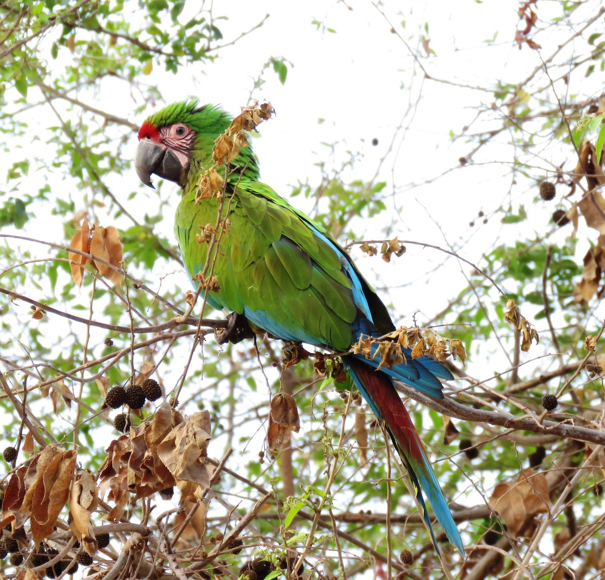 Military Macaw - ML570337801