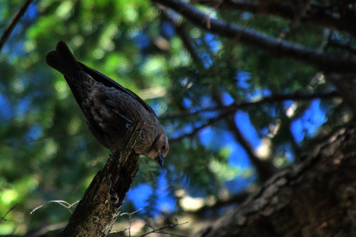 Brown-headed Cowbird - ML570338761