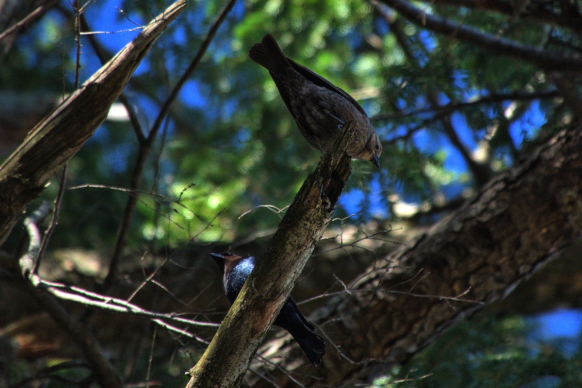 Brown-headed Cowbird - ML570338771