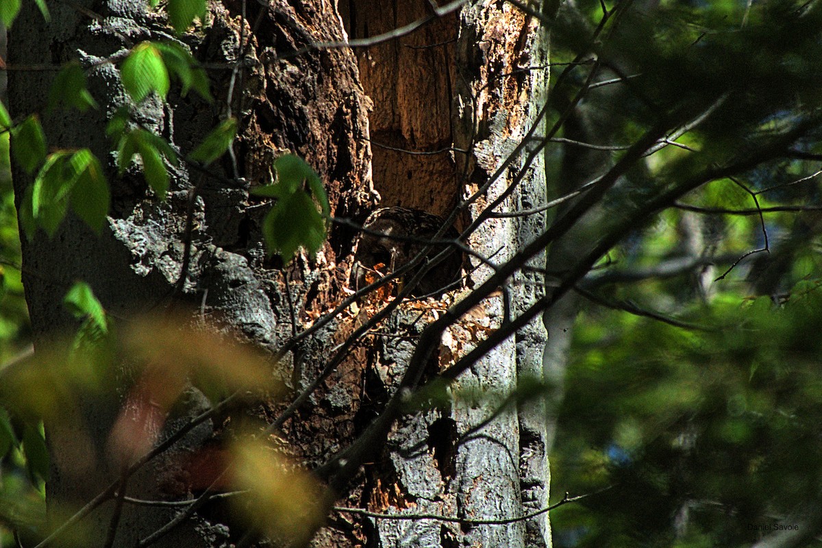 Barred Owl - Daniel Savoie