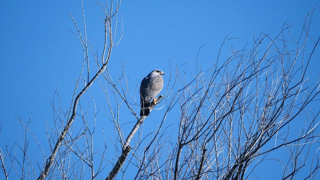 Gray Hawk - ML570339461