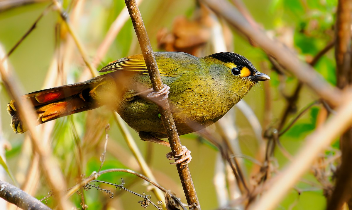 Bugun Liocichla - ML570339621