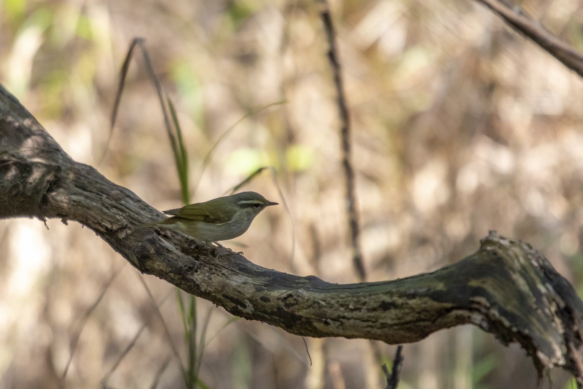 Pale-legged/Sakhalin Leaf Warbler - ML570339701