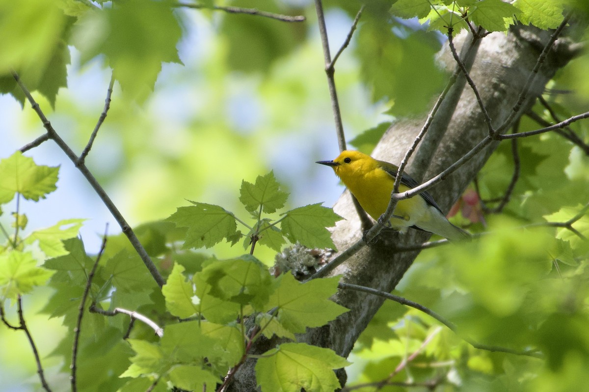 Prothonotary Warbler - ML570340071