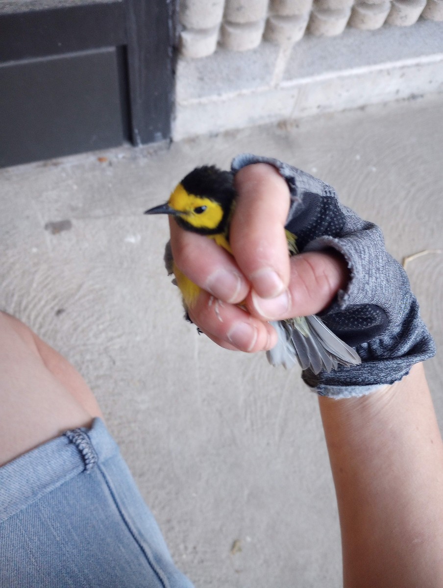 Paruline à capuchon - ML570340131