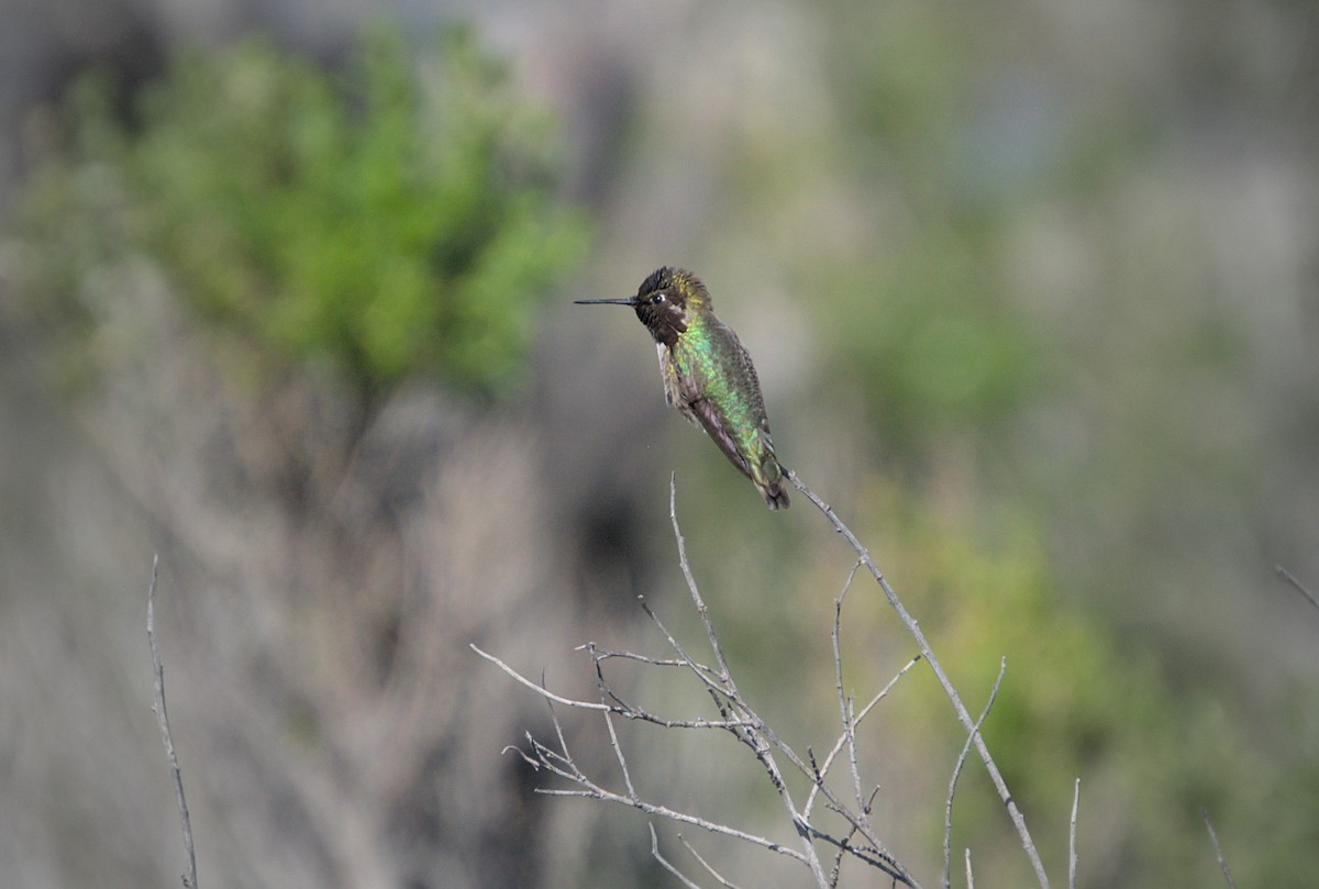 Anna's Hummingbird - ML570340221