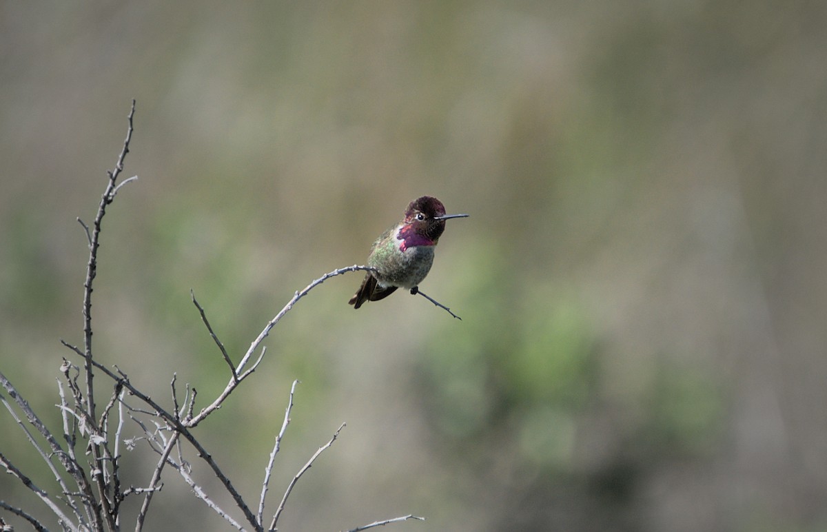 Anna's Hummingbird - ML570340231