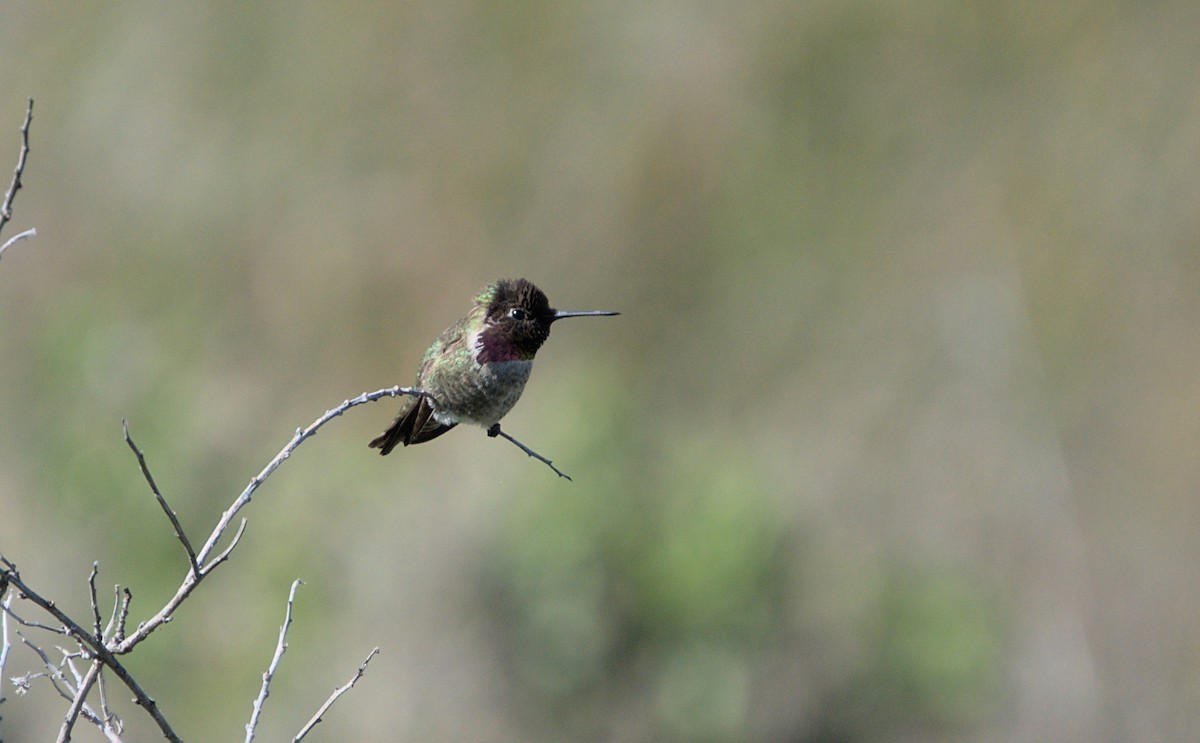 Anna's Hummingbird - ML570340241