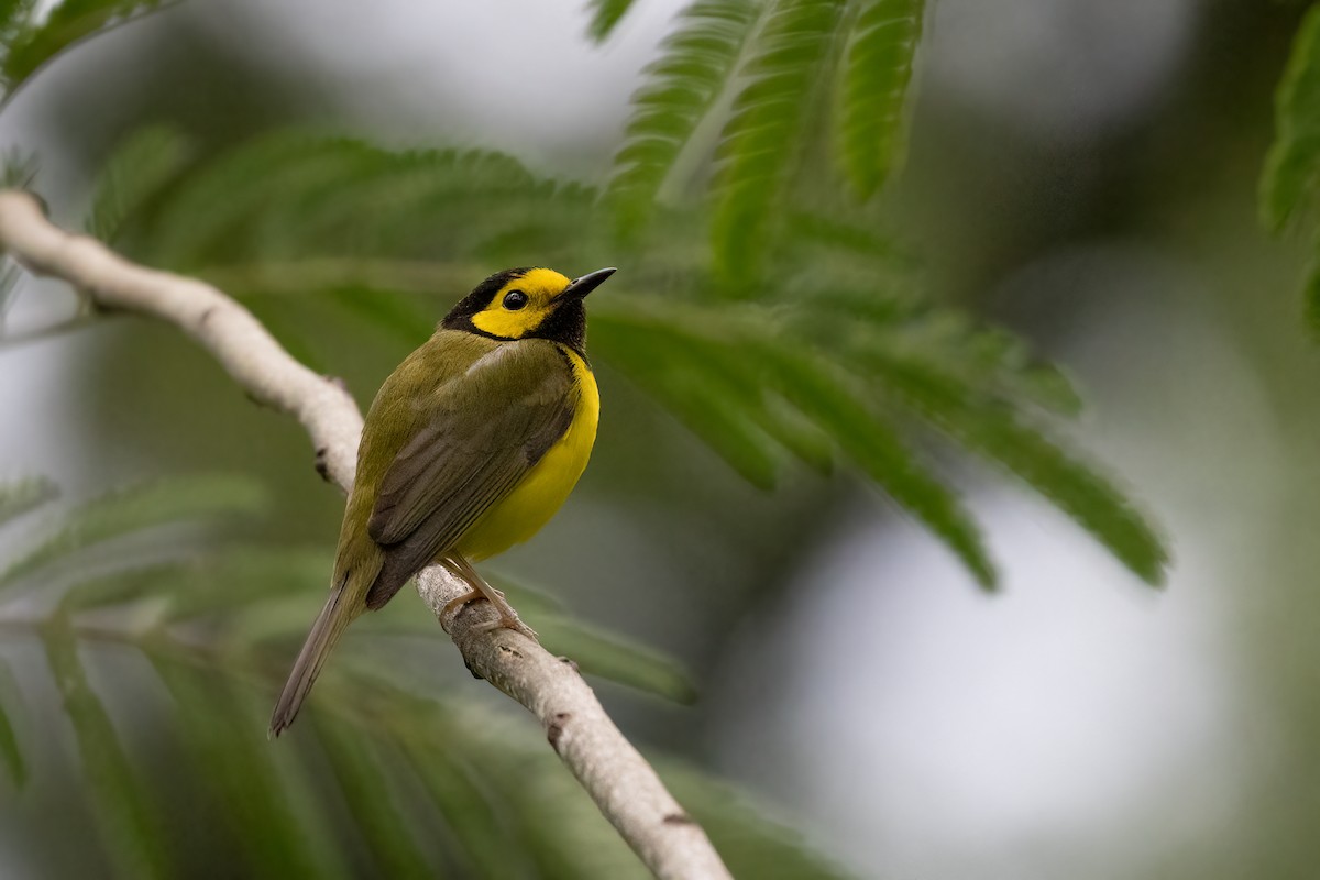 Hooded Warbler - ML570341471