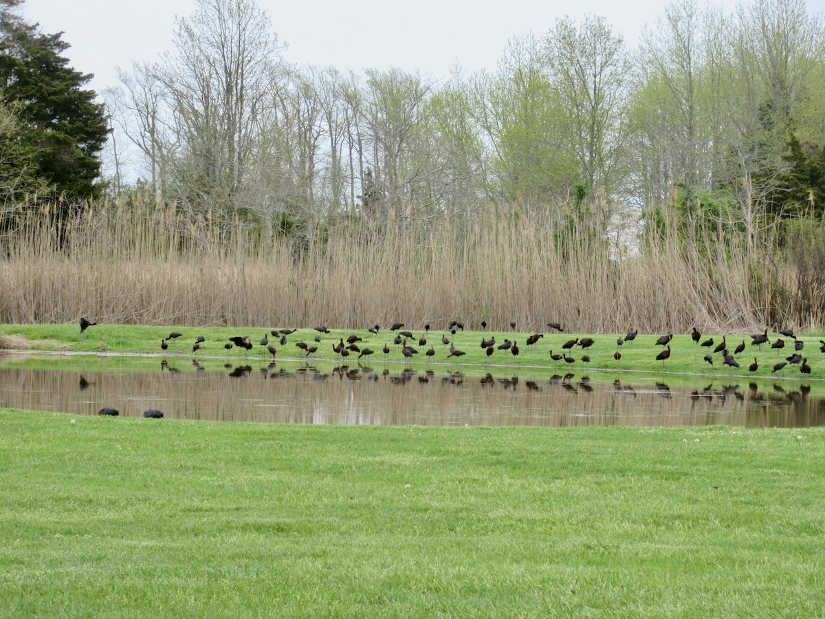 Glossy Ibis - ML570341761