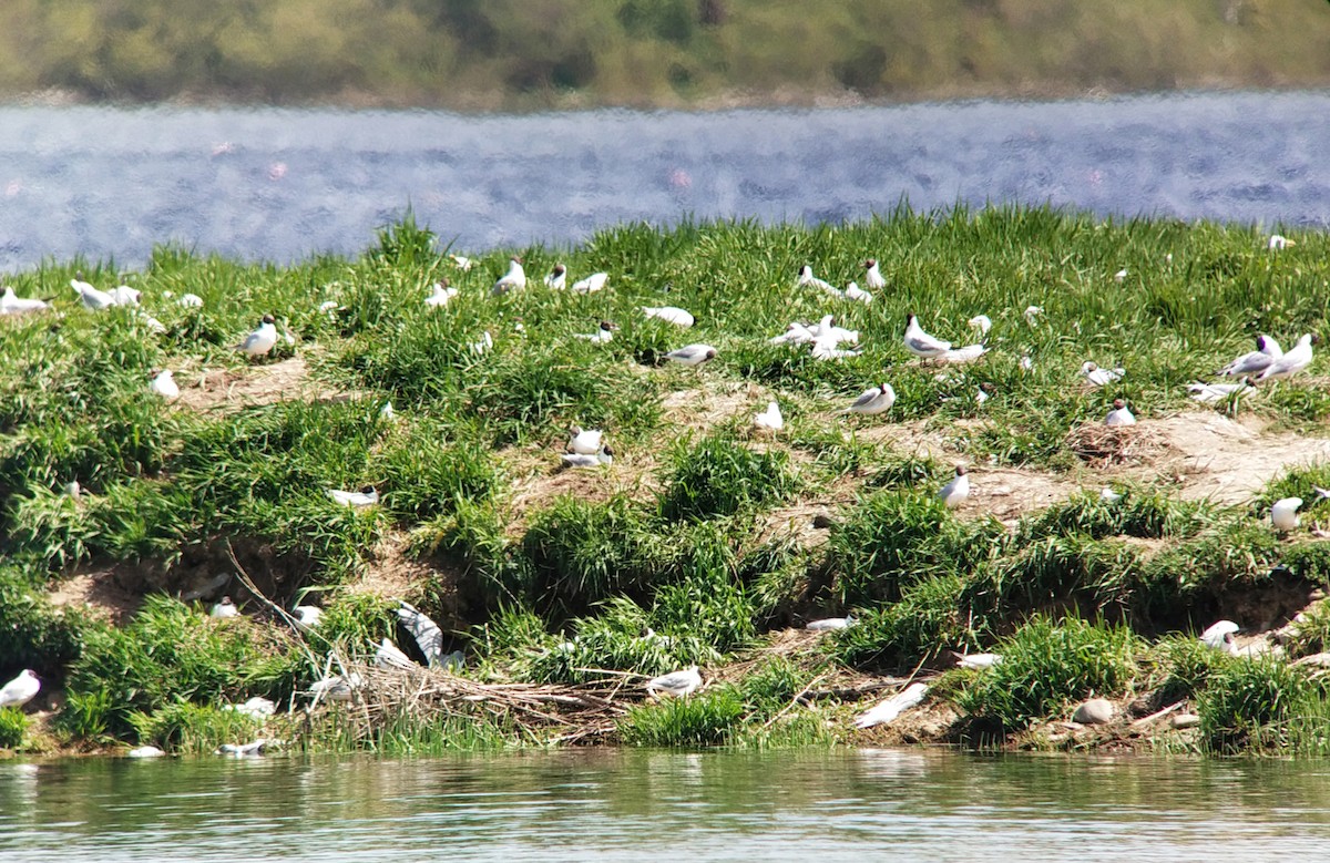 Black-headed Gull - ML570342431