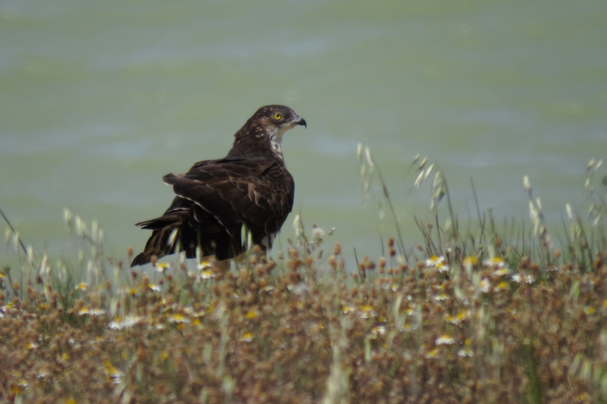 European Honey-buzzard - ML570343281