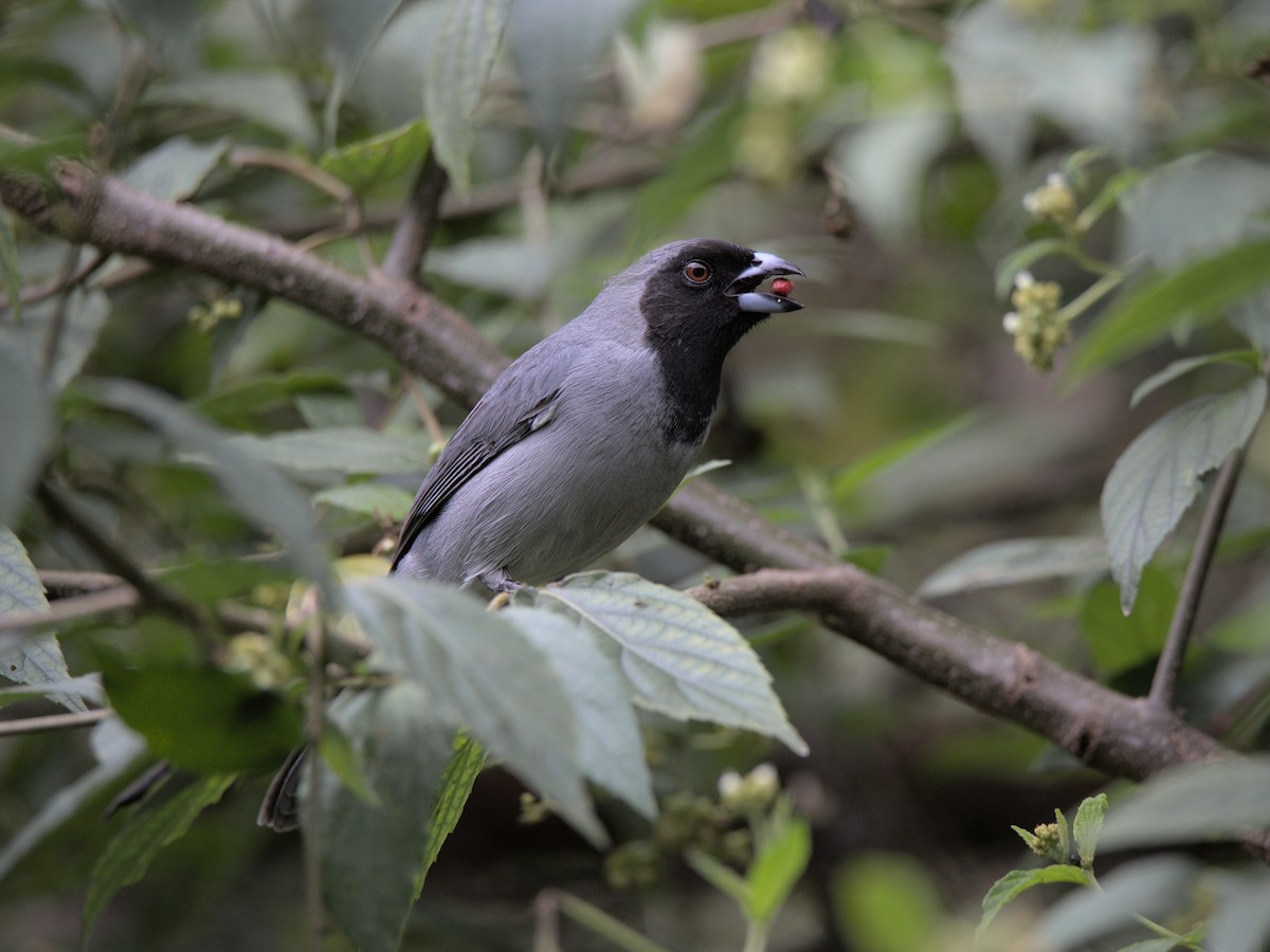 Black-faced Tanager - ML570343641