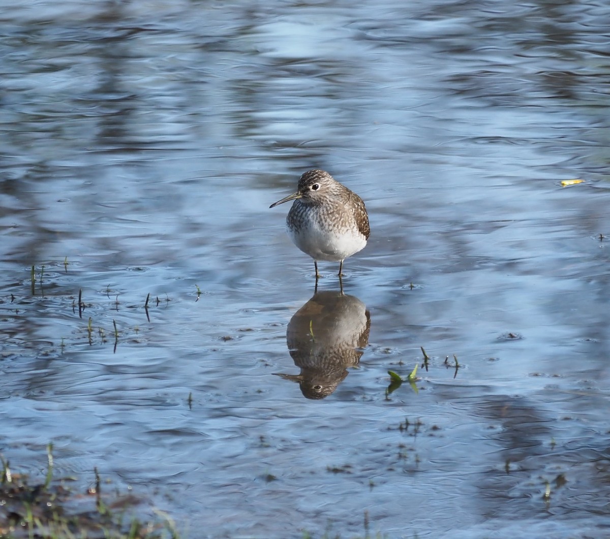 Solitary Sandpiper - André Dionne