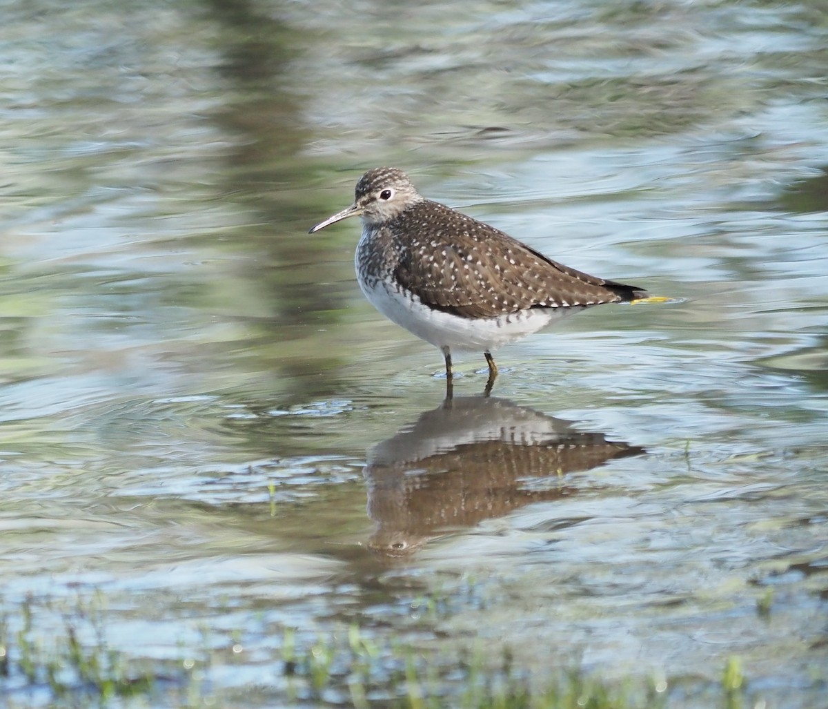 Solitary Sandpiper - André Dionne