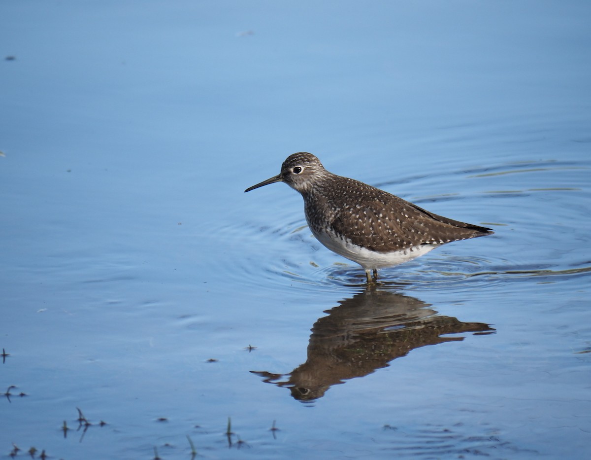 Solitary Sandpiper - André Dionne