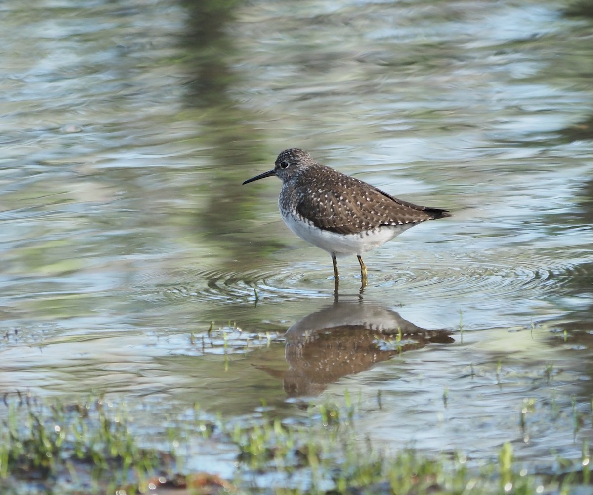 Solitary Sandpiper - André Dionne