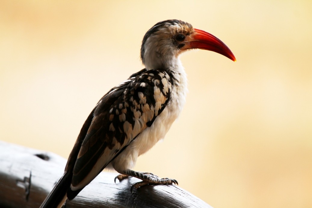 Northern Red-billed Hornbill - Ramachandran Rajagopal
