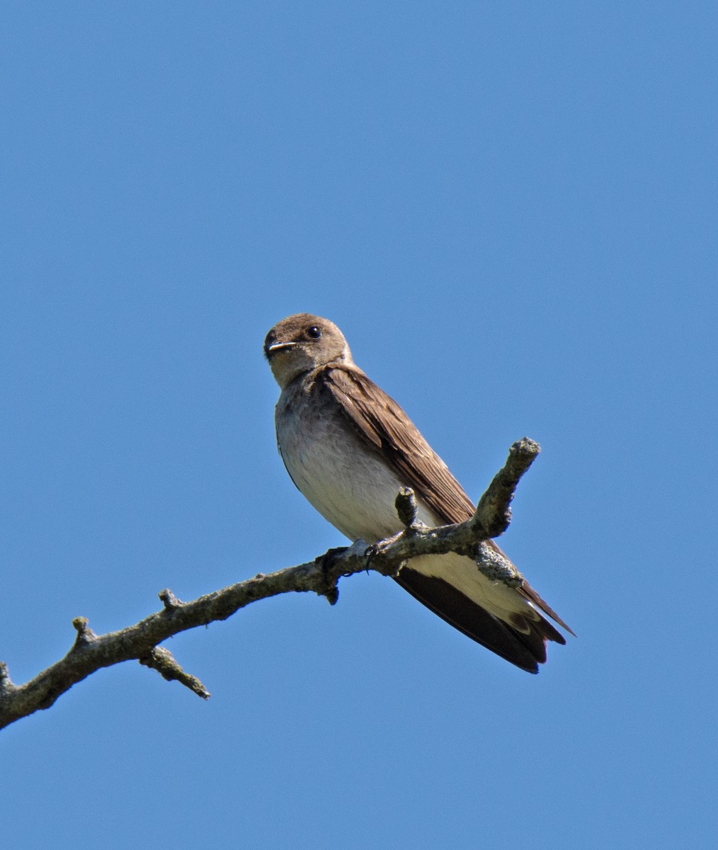 Northern Rough-winged Swallow - ML570345311