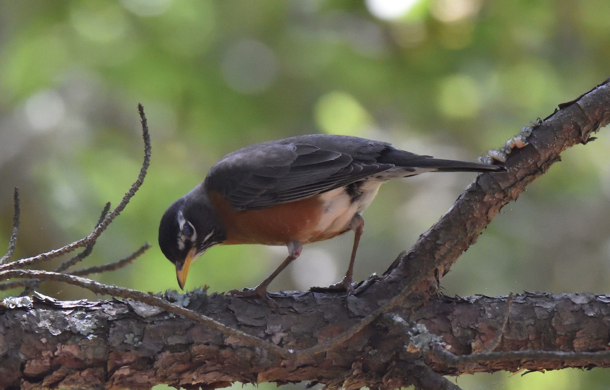 American Robin - ML570345411