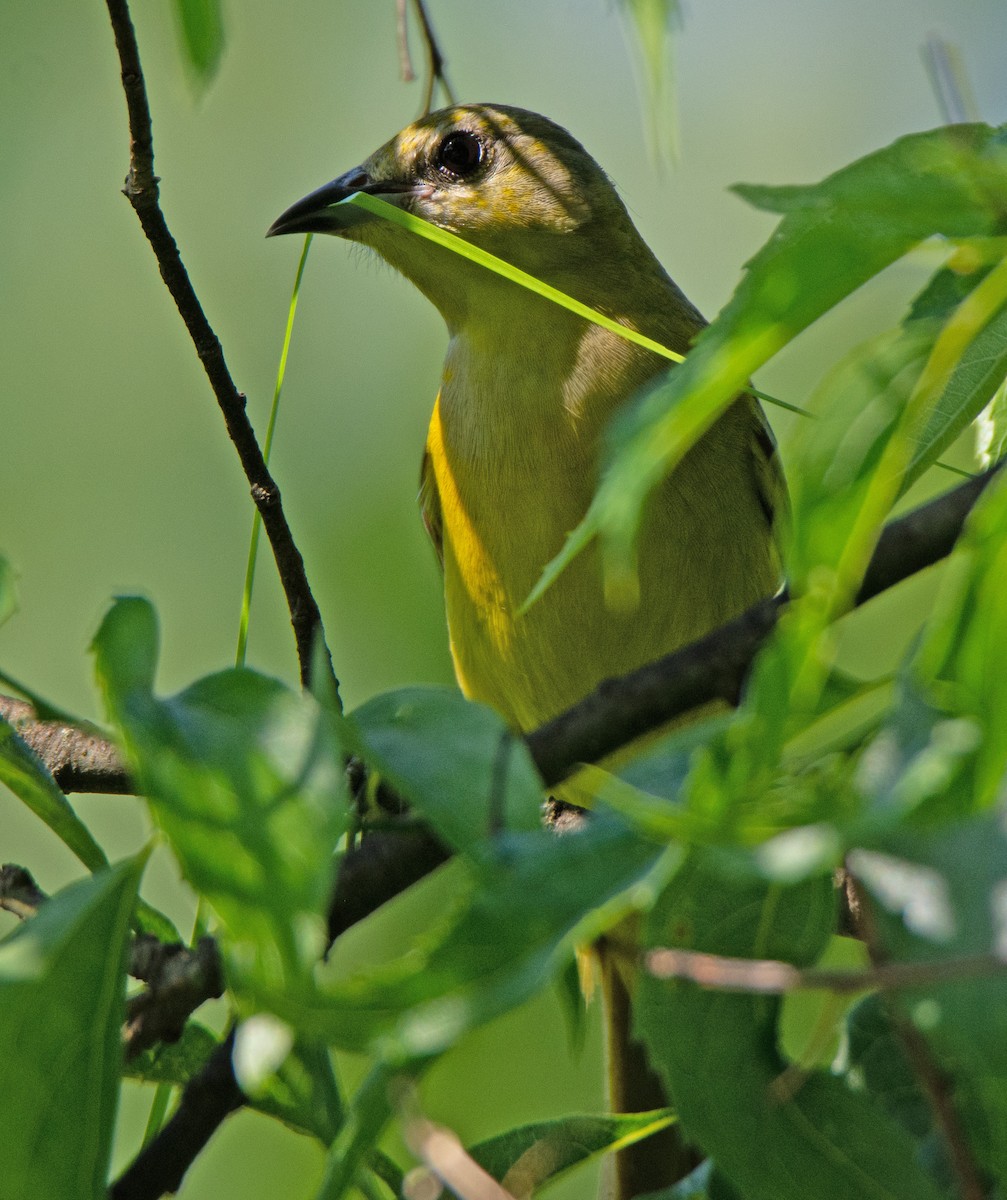 Orchard Oriole - ML570345511