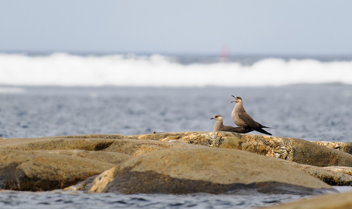 Parasitic Jaeger - ML570345671