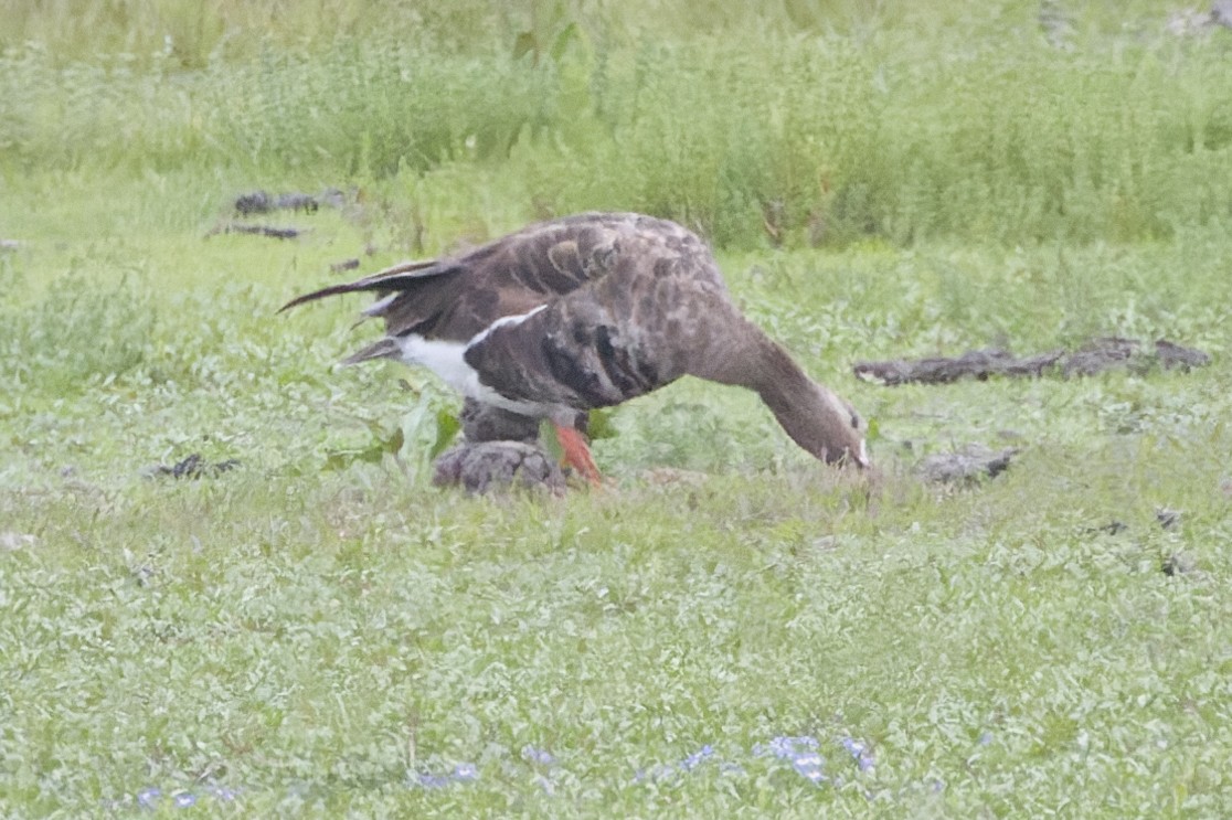 Greater White-fronted Goose - Bill Chen