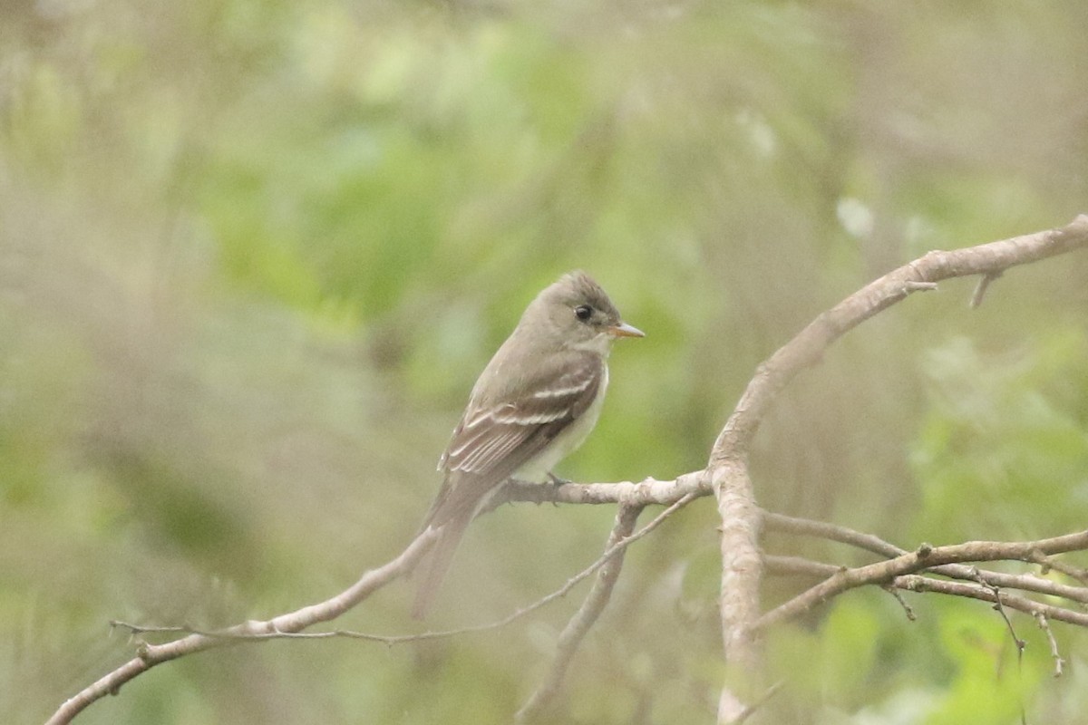 Eastern Wood-Pewee - ML570347031