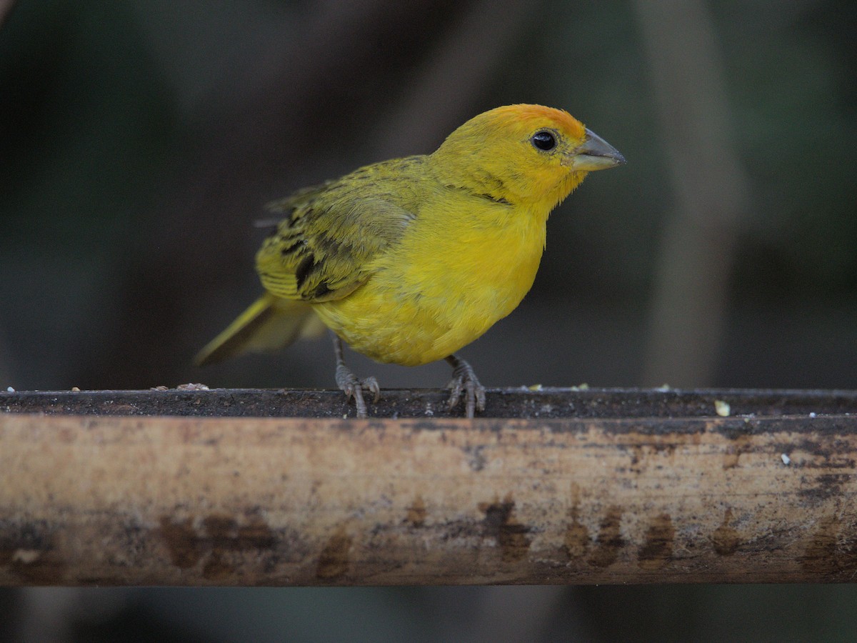 Saffron Finch - ML570347121