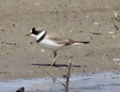 Semipalmated Plover - ML570347291