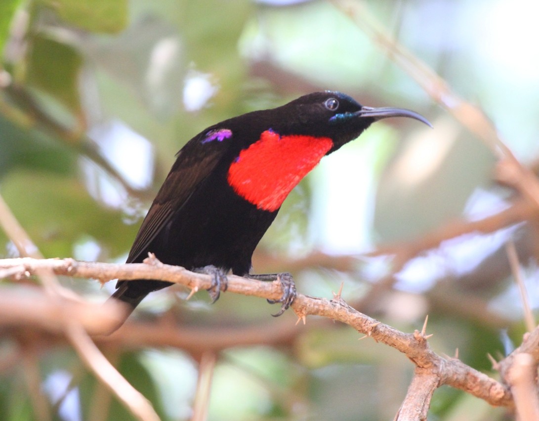 Hunter's Sunbird - Ramachandran Rajagopal