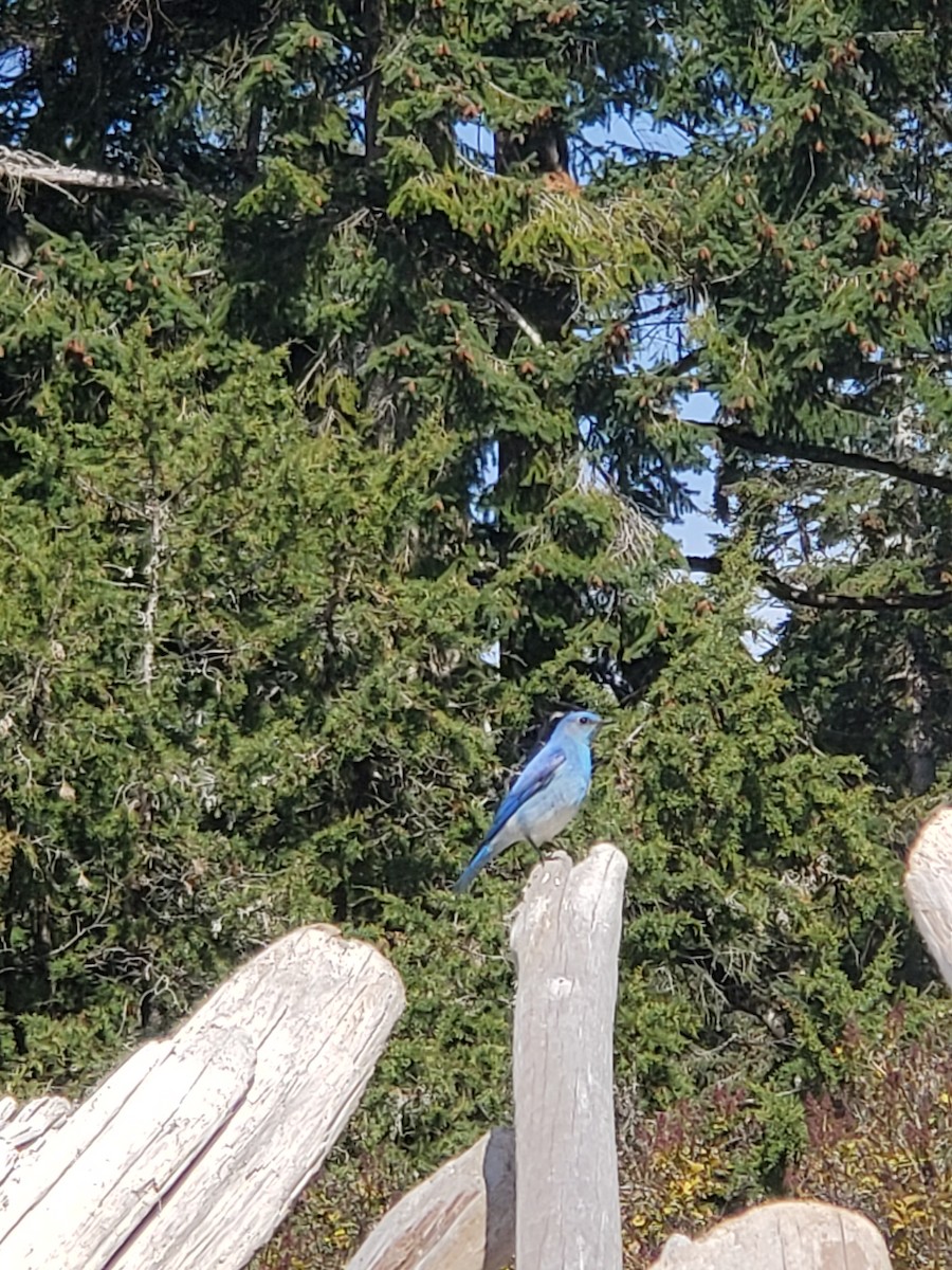 Mountain Bluebird - ML570349551