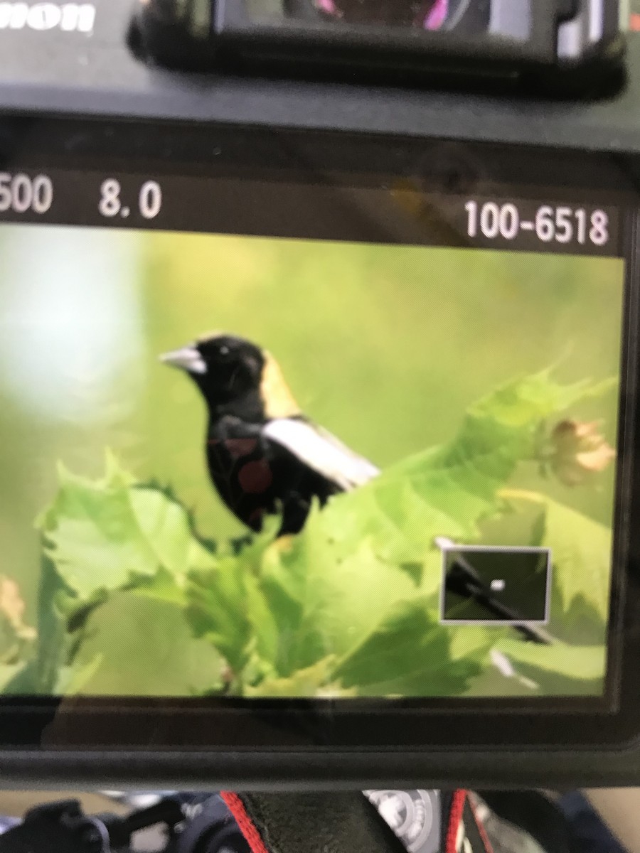 Bobolink - ML570350741
