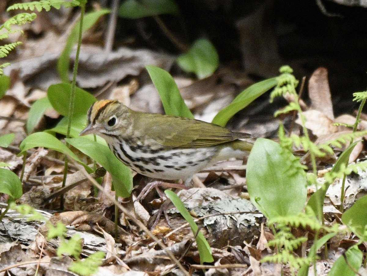 Ovenbird - ML570351551