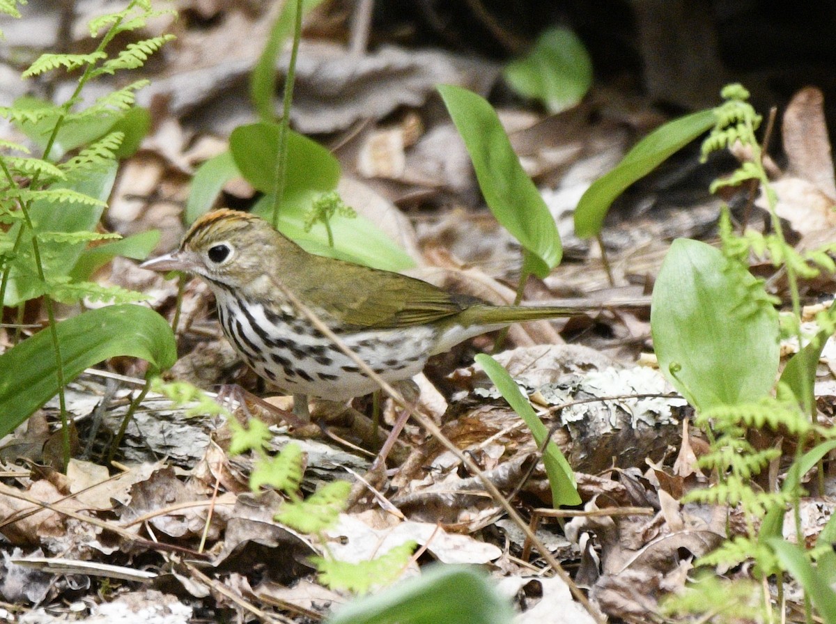 Ovenbird - ML570351561