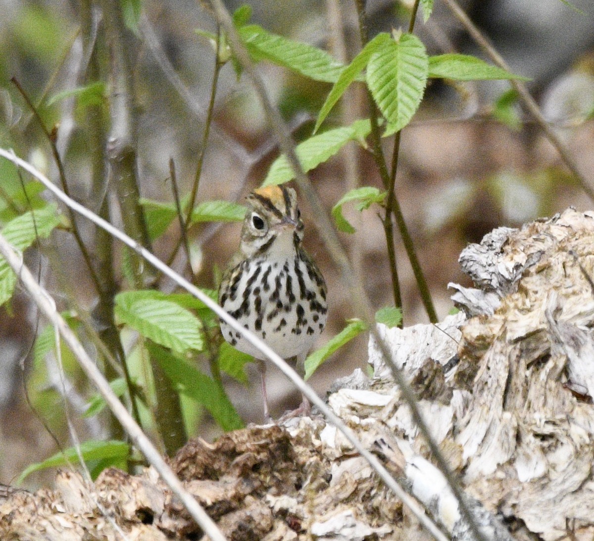 Paruline couronnée - ML570351591