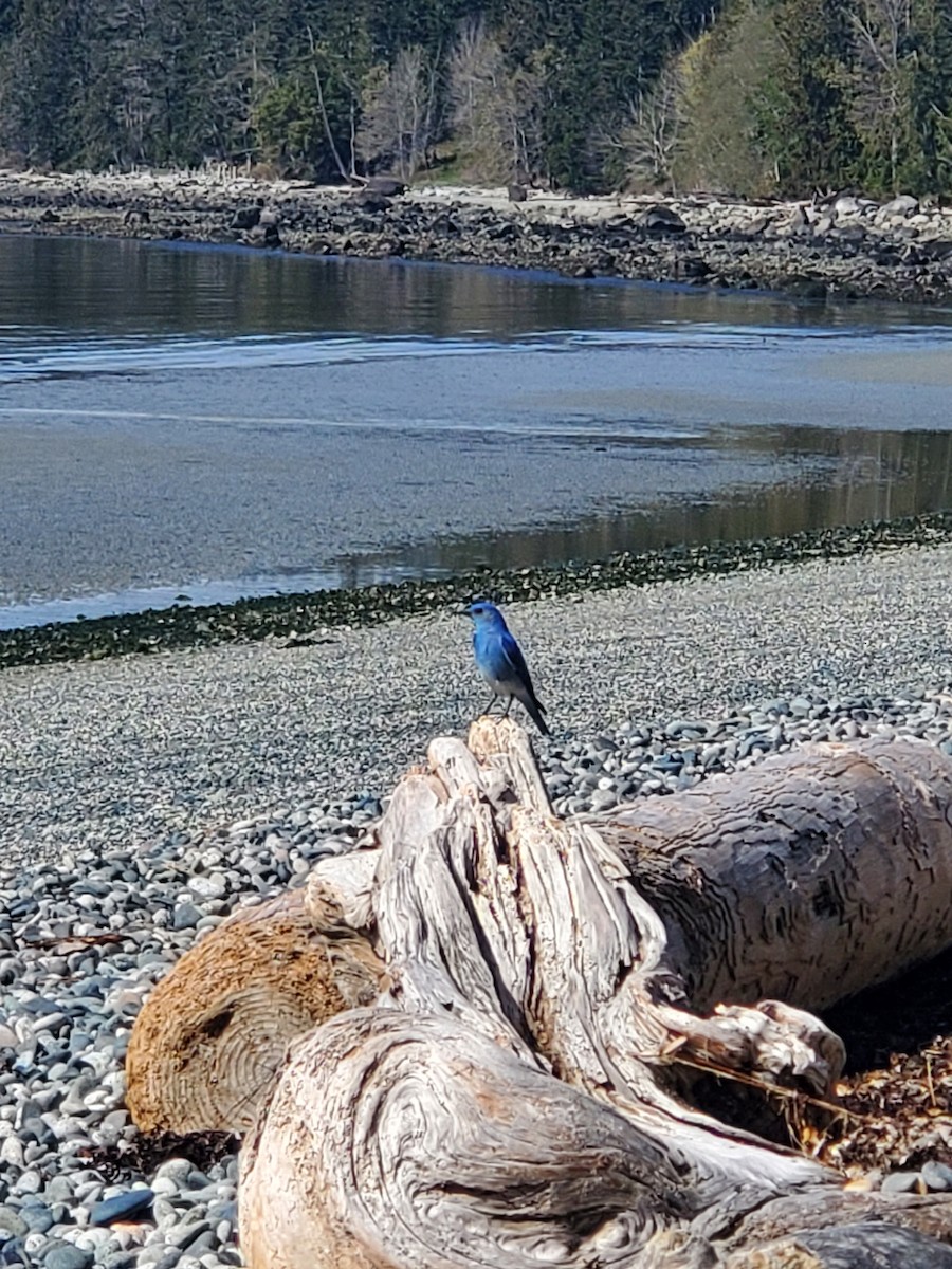Mountain Bluebird - ML570351831