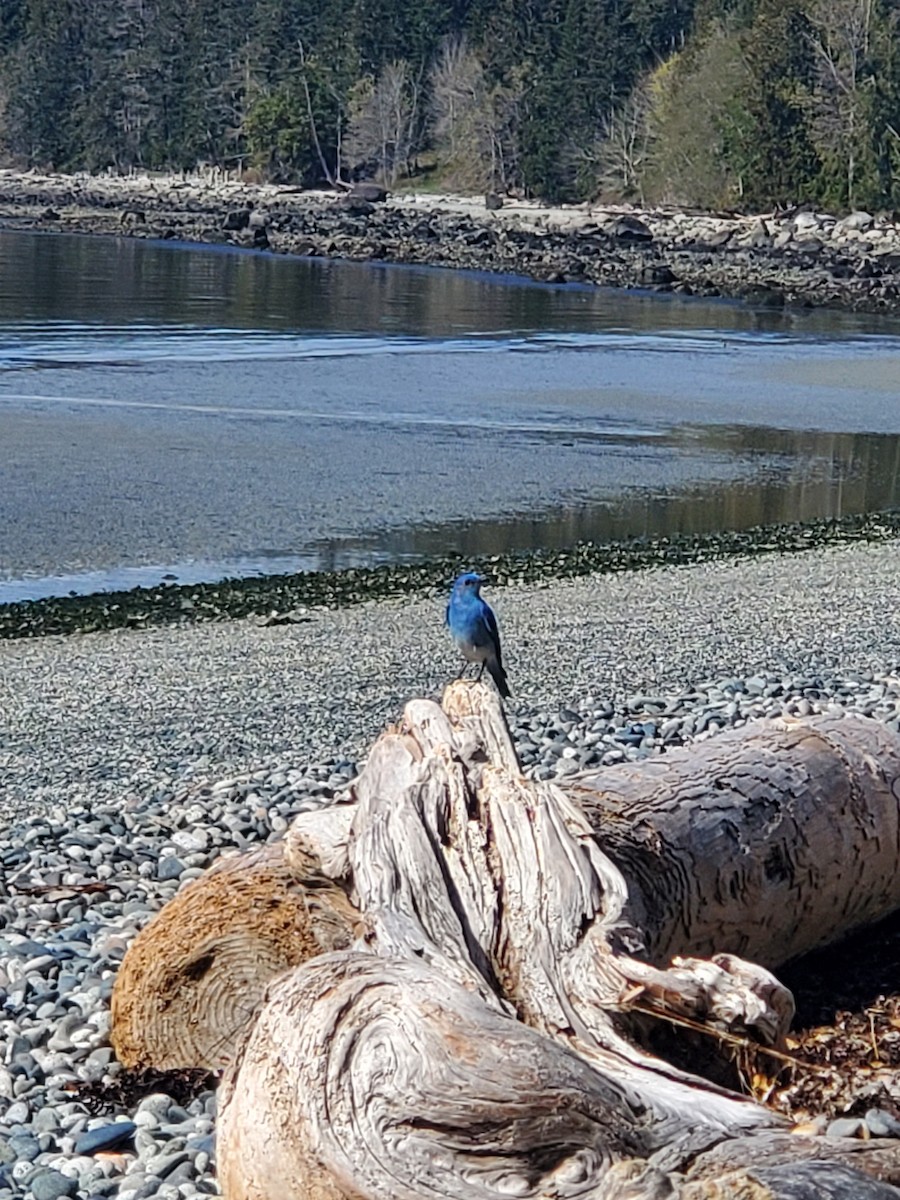 Mountain Bluebird - ML570351881