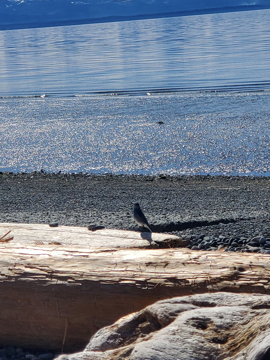 Mountain Bluebird - ML570352021