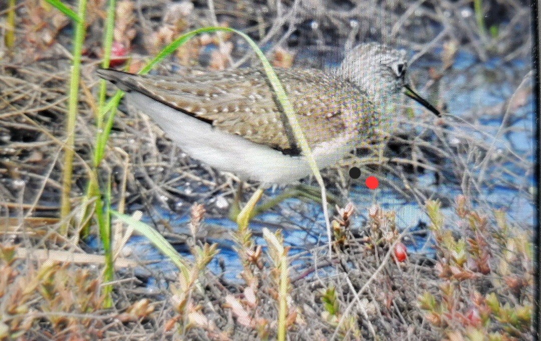 Solitary Sandpiper - ML570352381