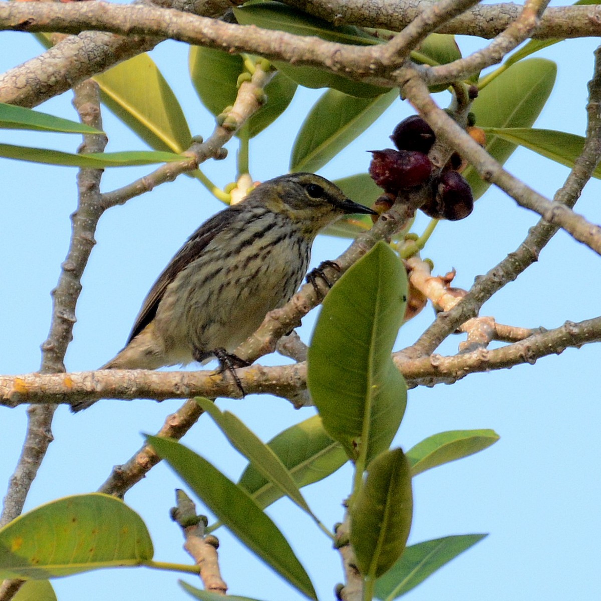 Cape May Warbler - ML570353151