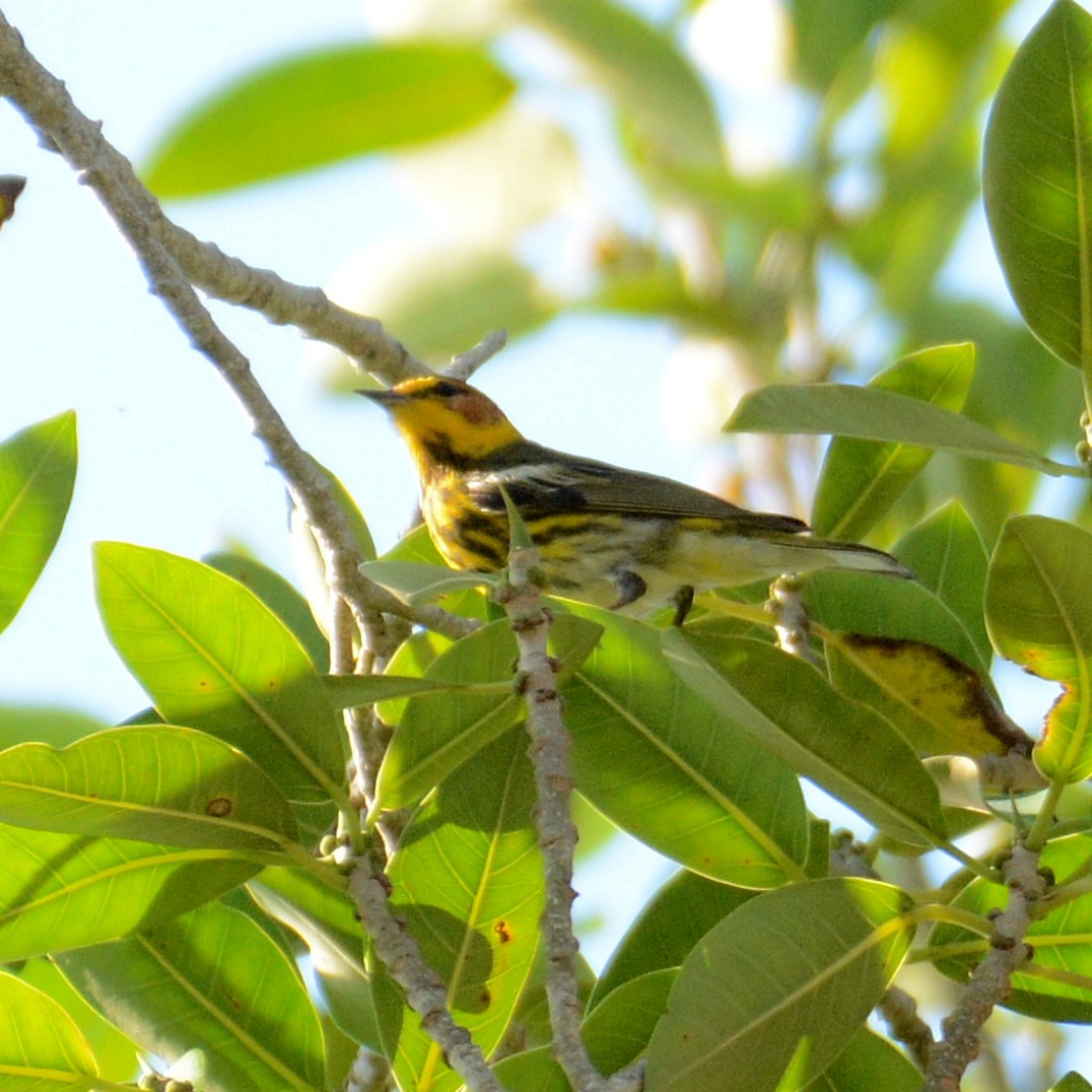 Cape May Warbler - ML570353281