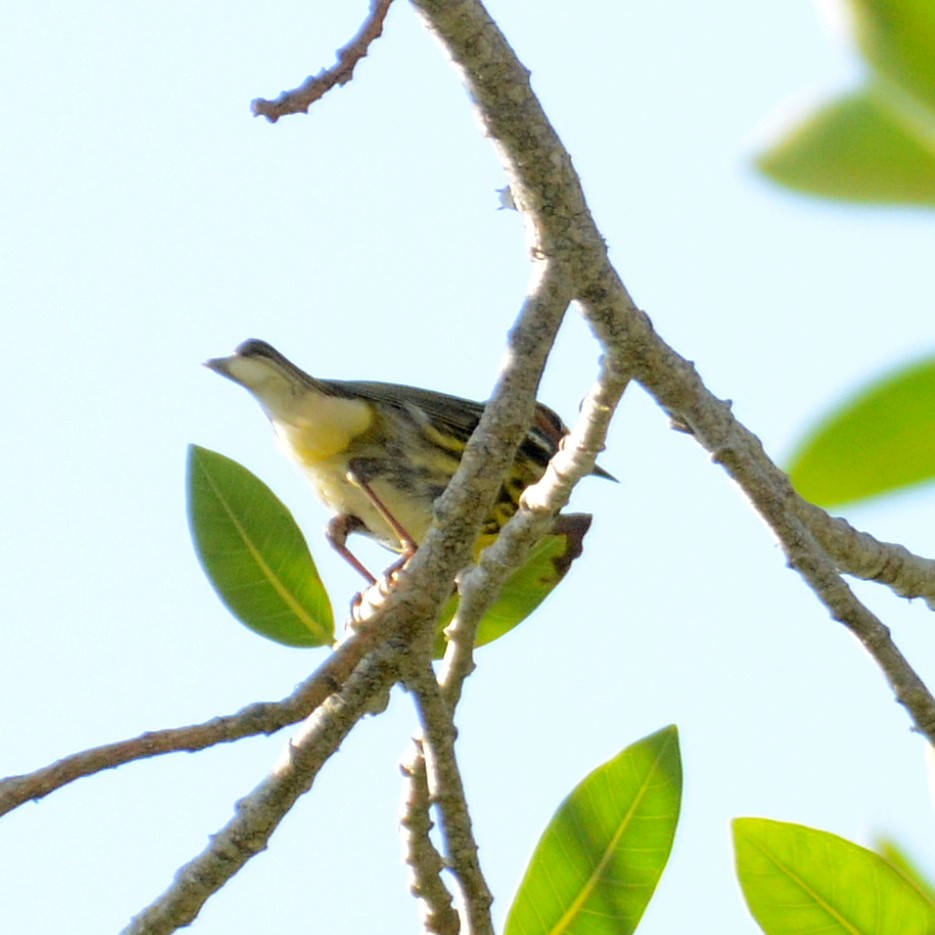 Cape May Warbler - John Whitehead