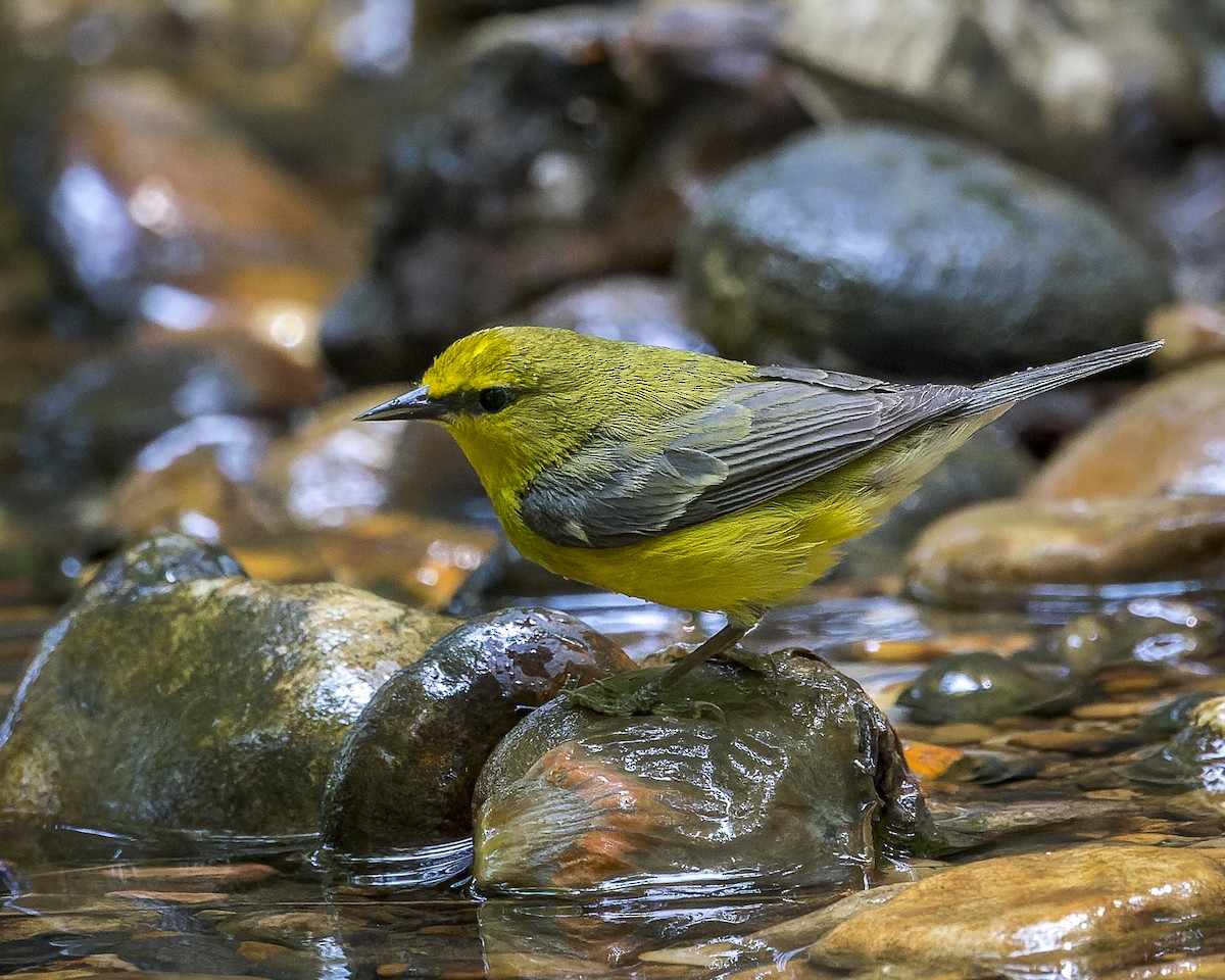 Blue-winged Warbler - ML570353761