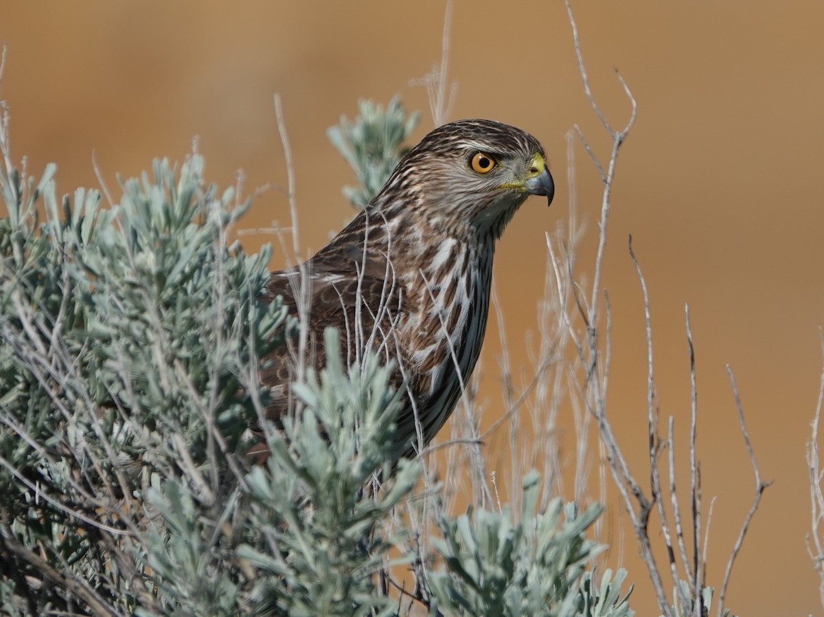 Cooper's Hawk - ML570353991