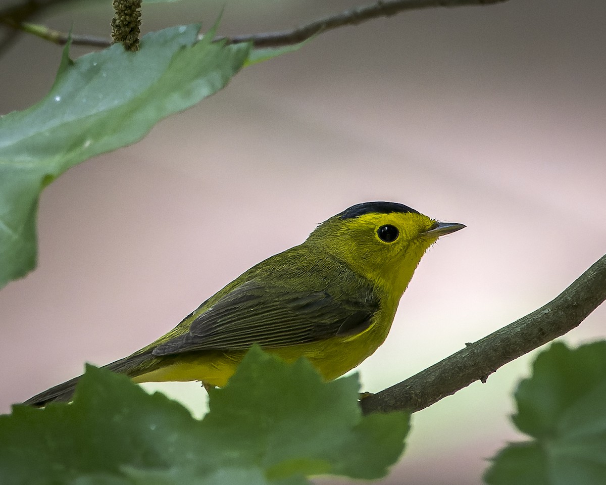 Wilson's Warbler - ML570354281