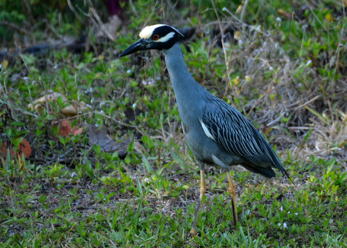 Yellow-crowned Night Heron - ML570356801